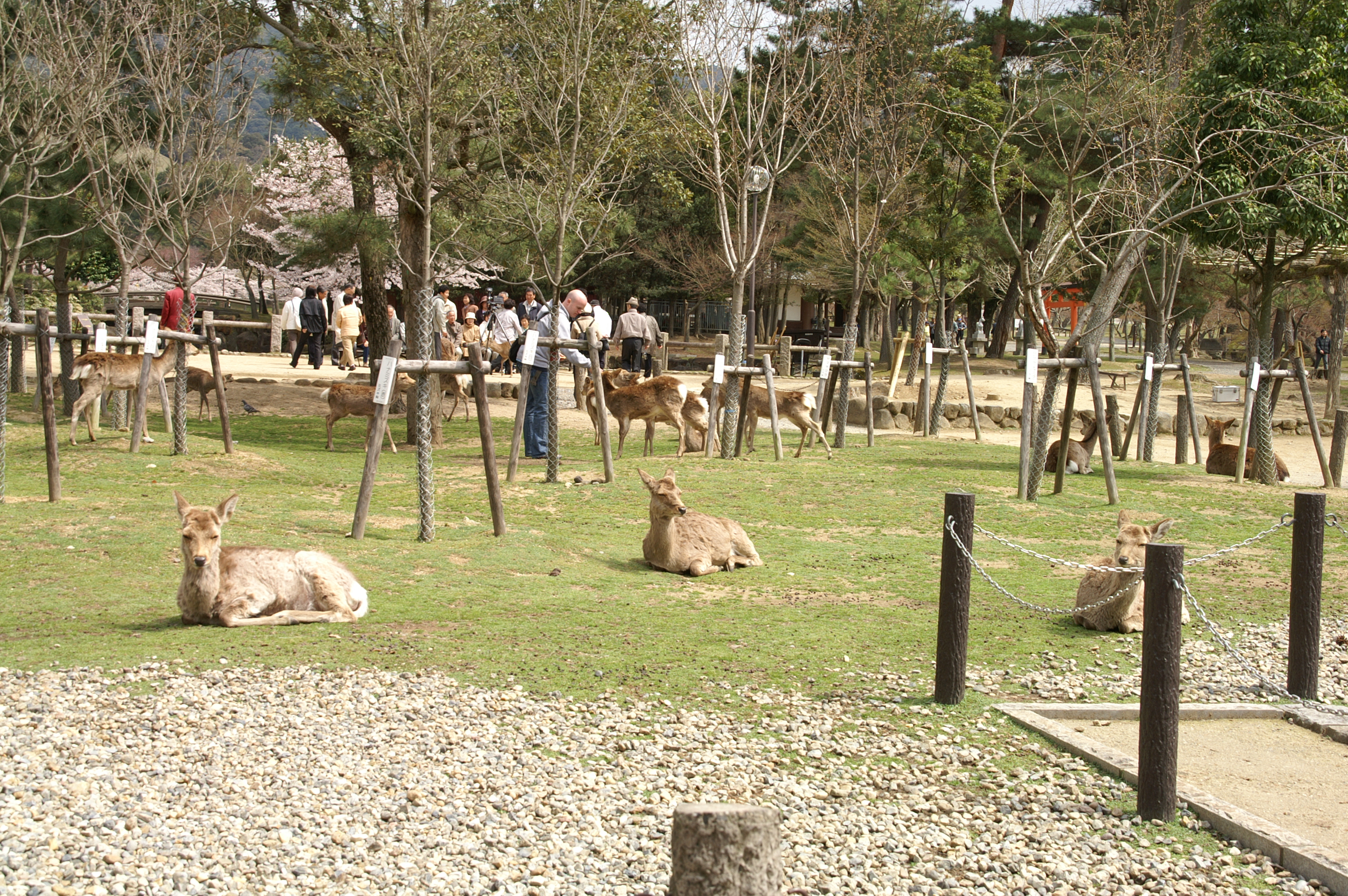 30-Nara-Todaij-ji-Temple 30-Nara-Todaij-ji-Temple.jpg