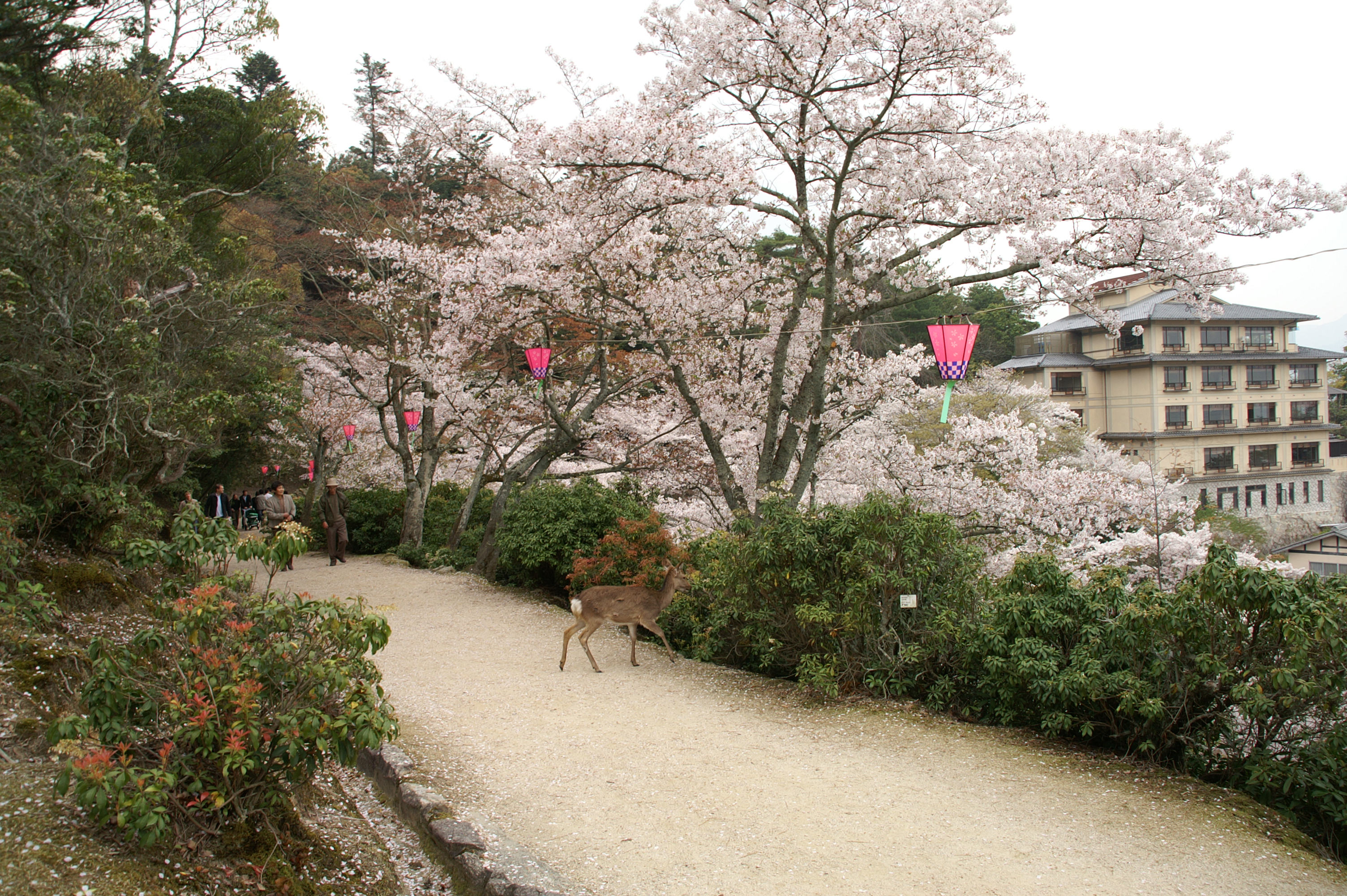 90-Insel-Miyajima-Itsukushima-Shrine 90-Insel-Miyajima-Itsukushima-Shrine.jpg